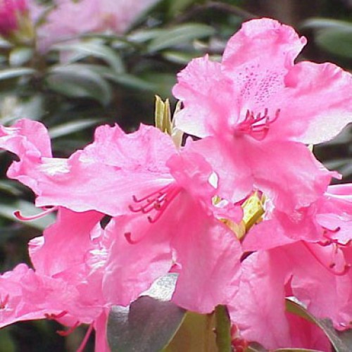 Rhododendron Dwarf Curlew Evergreen | ScotPlants Direct